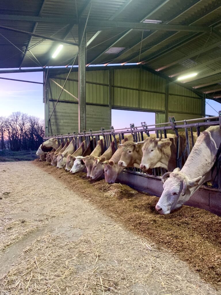 Vaches de la ferme
